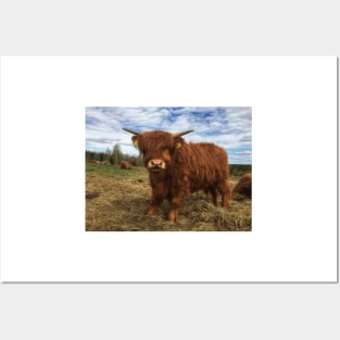 Scottish Highland Cattle Calf 1997 Posters and Art